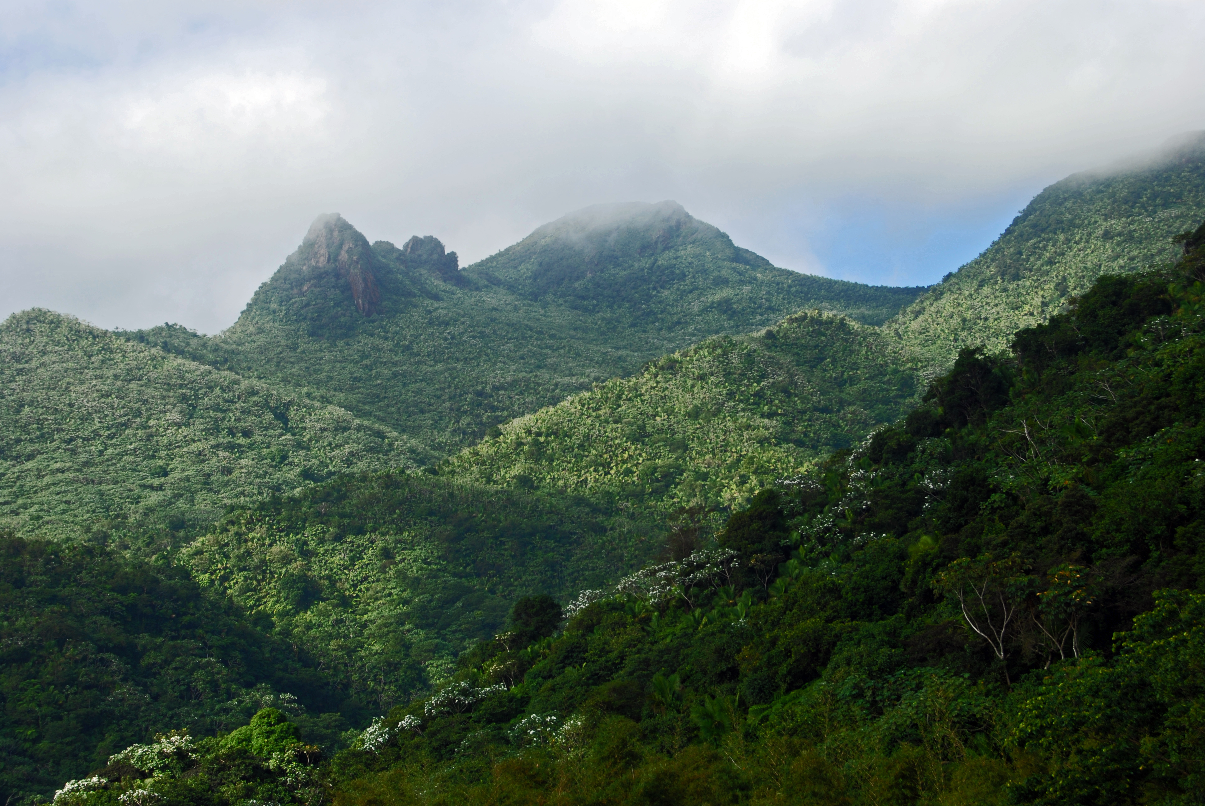 Paisaje montañoso del bosque de El Yunque, Puerto Rico